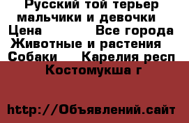 Русский той-терьер мальчики и девочки › Цена ­ 8 000 - Все города Животные и растения » Собаки   . Карелия респ.,Костомукша г.